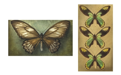 Butterfly Sage Matchbox
