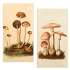 Vintage Mushrooms Matchbox