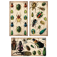 Specimen Beetles Large Matchbox Asst 24Pk