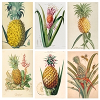 Vintage Pineapple Botanical Mini Matchbox