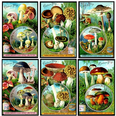 Vintage Mushroom Extract Label Mini Matchbox