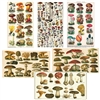 Vintage Mushrooms  Illustration Matchbox