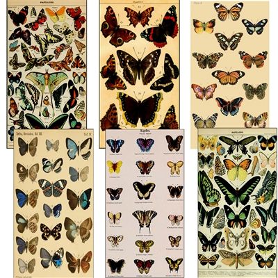 Vintage Butterfly Illustration Matchbox
