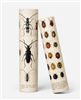 Vintage Insect Illustration Lrg Tube 12Pk