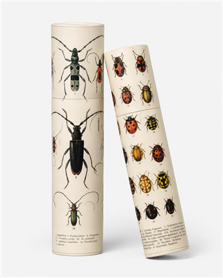 Vintage Insect Illustration Lrg Tube 12Pk