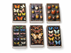 Insect Collection  Mini Matchbox