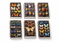 Insect Collection  Mini Matchbox
