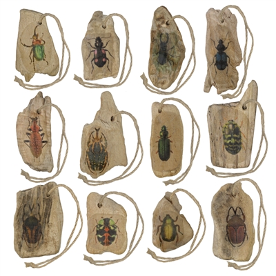 Assorted Wood Beetle Ornaments