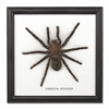 Single Large Spider Frame
