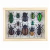 Lots O'Bugs Beetle Specimens