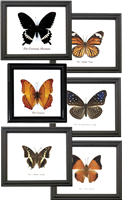 Single Butterfly Specimen Frame