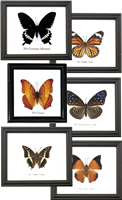 Single Butterfly Specimen Frame