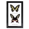 Butterfly Specimens Framed