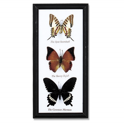 Butterfly Specimens Frame 3Pc Cotton Mounted
