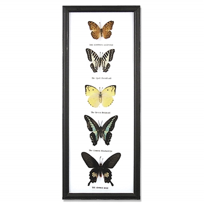 Butterfly Specimens Framed