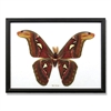 Giant Moth Specimens Framed