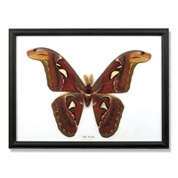 Giant Moth Specimens Framed