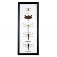 Dragonfly Specimens Framed