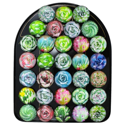 Succulent Dome Magnet Display