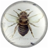 Glass Paperweight Bee Print