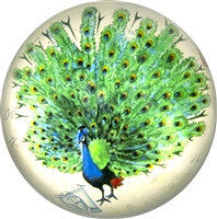 -Proud Peacock Dome Paperweight