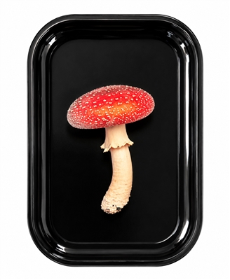 Amanita Mushroom Metal Tray