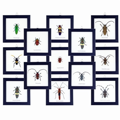 Bug Frame Collection
